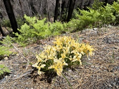 Iris innominata, photograph (c) Dee Shea Himes, some rights reserved (CC BY)