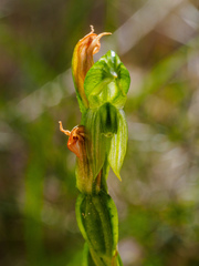 Pterostylis smaragdyna