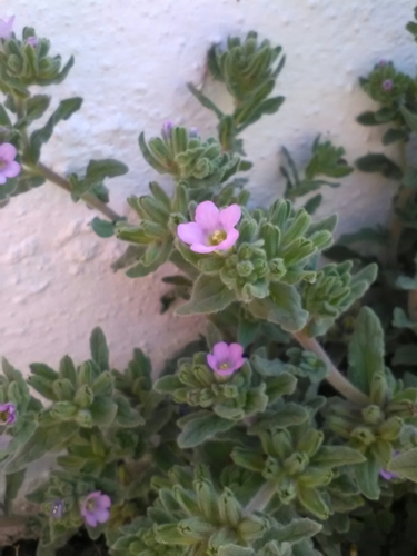 whitewhisker fiddleleaf (Nama undulatum)