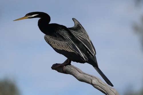 Australasian Darter