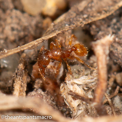 Pheidole rugosula
