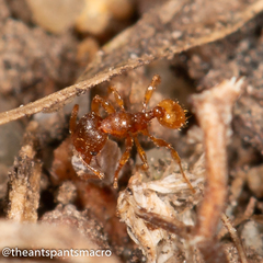 Pheidole rugosula