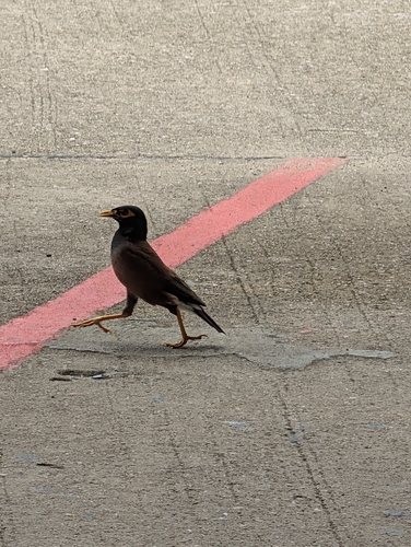 Common Myna