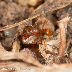 Pheidole rugosula