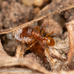 Pheidole rugosula