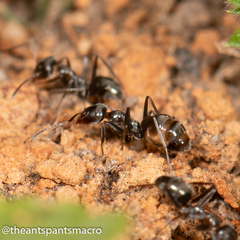 Iridomyrmex suchieri