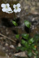 Arabis stellulata