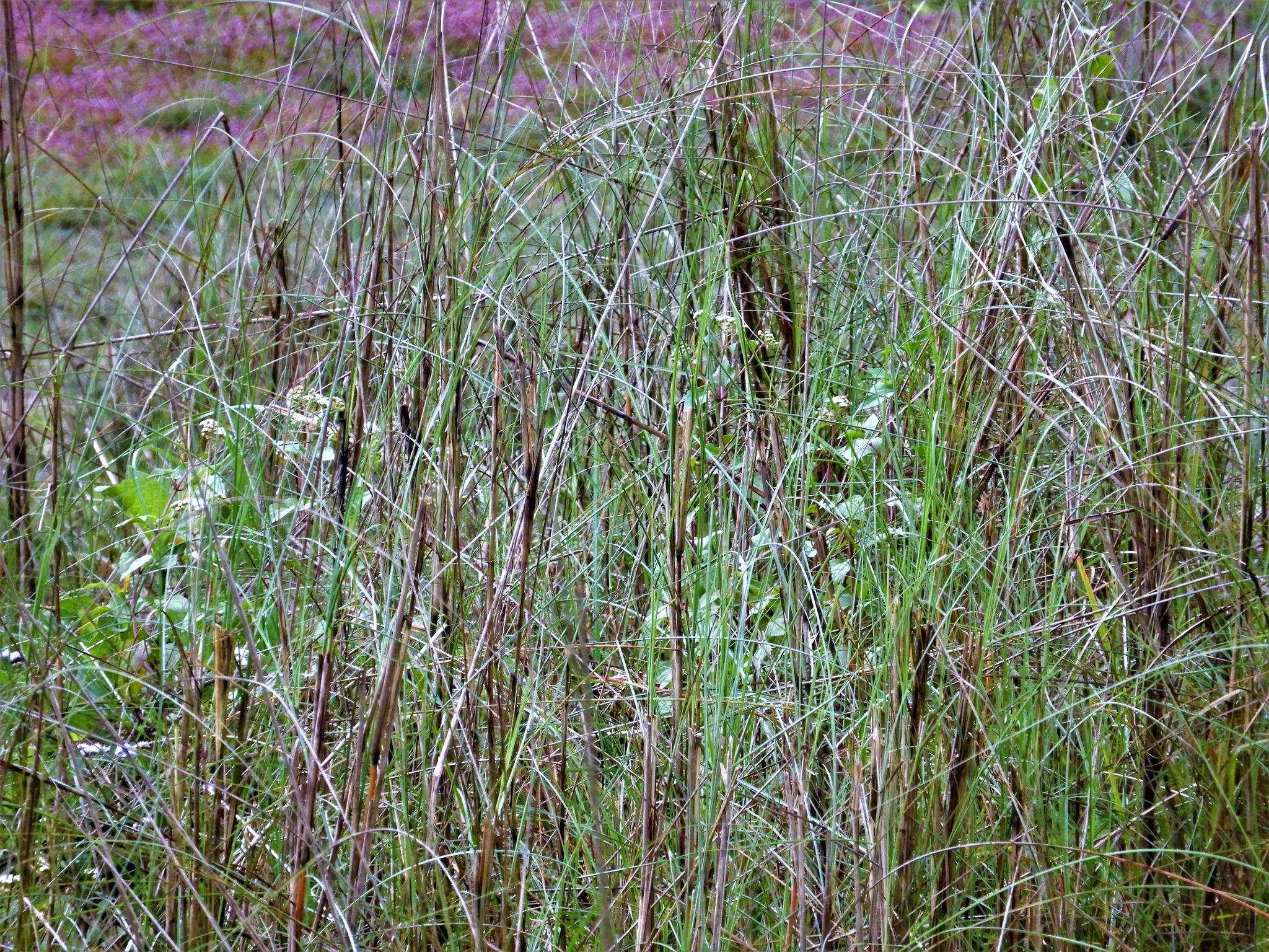 Tripidium bengalense