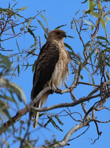 Whistling Kite