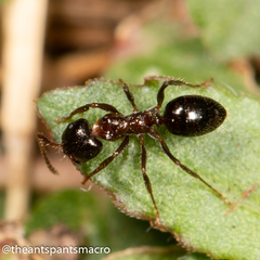 Notoncus ectatommoides