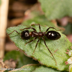 Notoncus ectatommoides