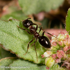 Notoncus ectatommoides