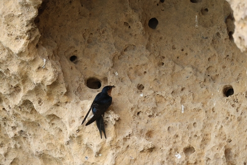 Welcome Swallow