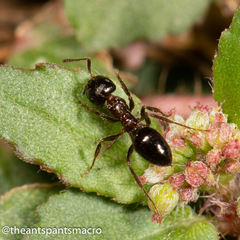 Notoncus ectatommoides