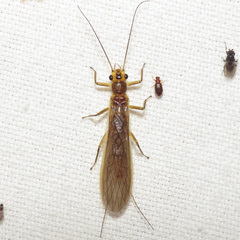 Perlesta