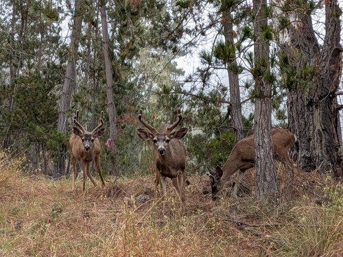 iNaturalist observation photo of Mule Deer