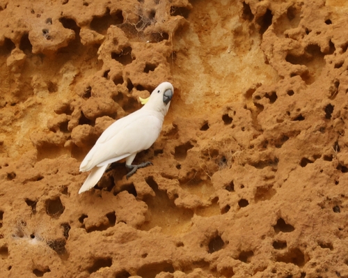 Sulphur-crested Cockatoo