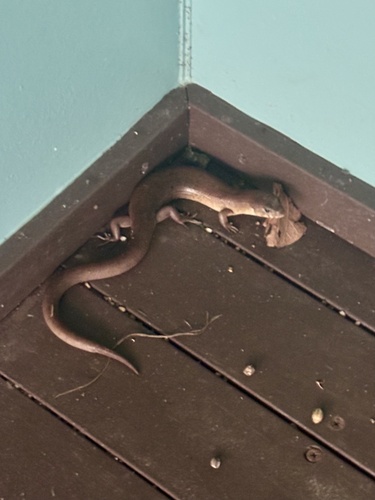 Eugongylus rufescens observed 2026-05-21