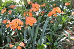Clivia miniata miniata