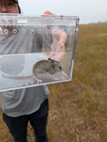 iNaturalist observation photo of Gambel's Deer Mouse