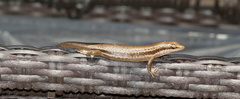 Trachylepis sechellensis