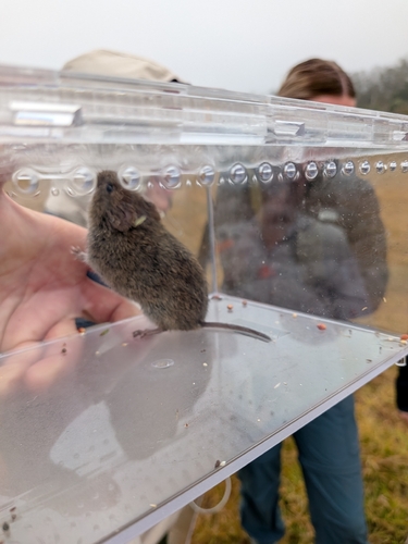 iNaturalist observation photo of California Vole