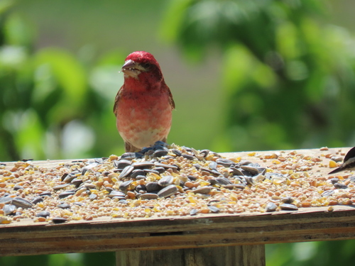 Purple Finch