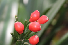 Clivia miniata miniata