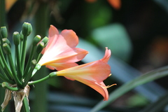 Clivia miniata miniata