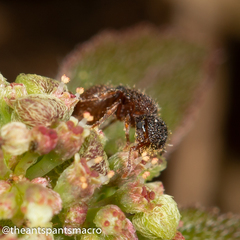 Meranoplus froggatti