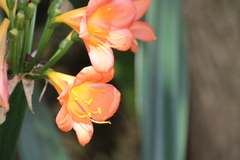 Clivia miniata miniata