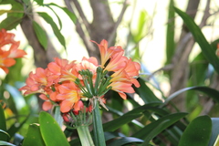 Clivia miniata miniata