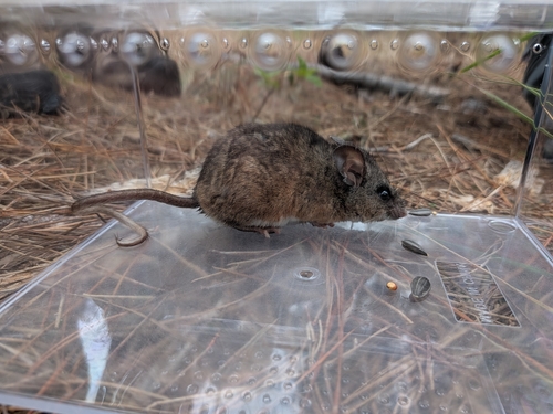 iNaturalist observation photo of California Mouse