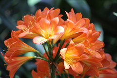 Clivia miniata miniata