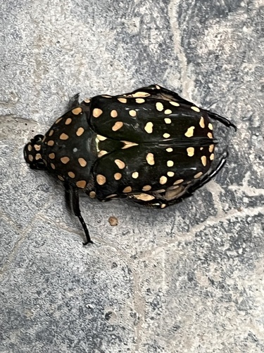 Yellow-spotted Flower Chafer