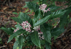 Chassalia curviflora