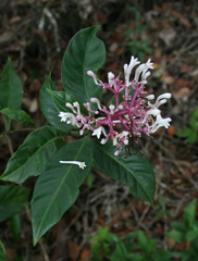Chassalia curviflora
