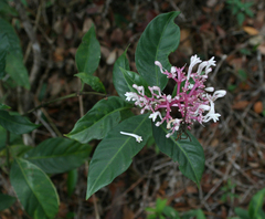 Chassalia curviflora