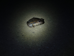 Limnodynastes dumerilii dumerilii