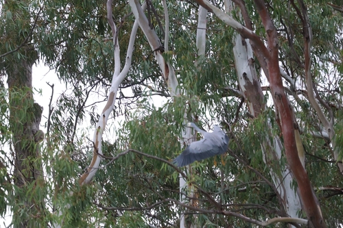 White-faced Heron
