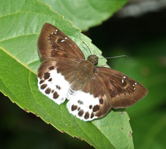 Tagiades menaka