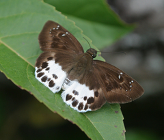 Tagiades menaka