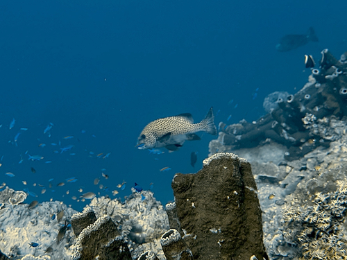 Plectorhinchus chaetodonoides