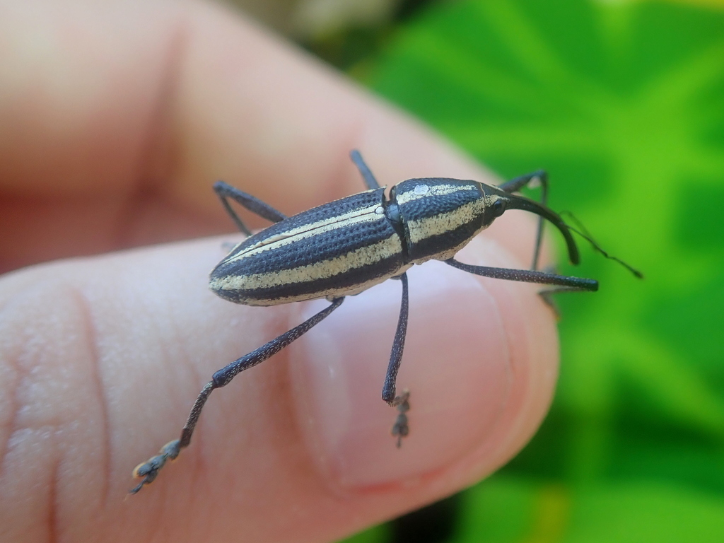 Desmosomus longipes