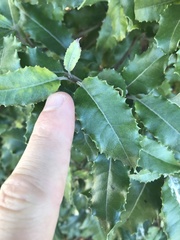 Olearia × macrodonta