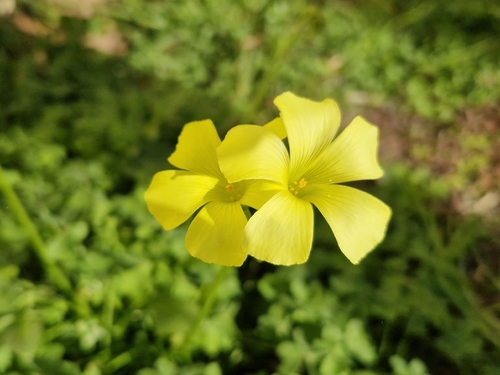 Bermuda buttercup