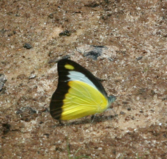 Appias lyncida eleonora
