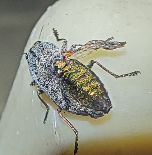 Poecilonota thureura