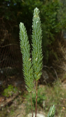 Phleum subulatum