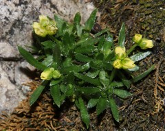 Draba dolomitica